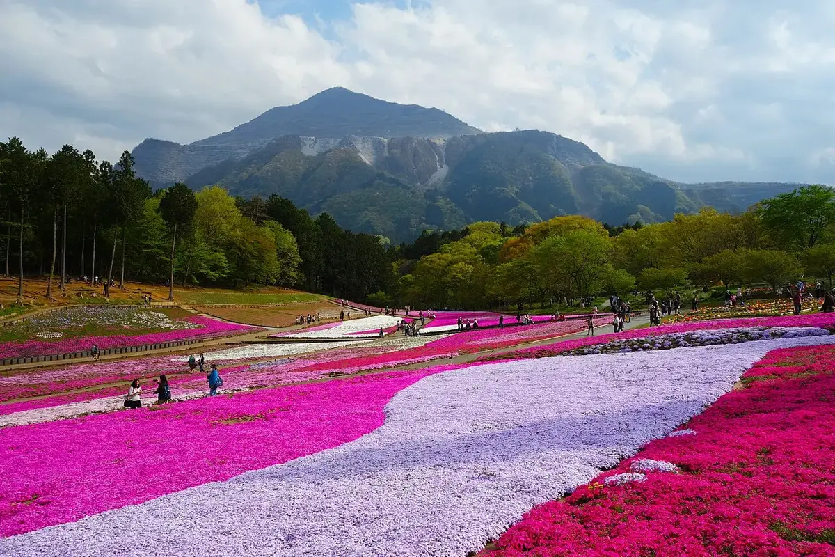Pink and white moss phlox at Hitsujiyama Park with Mount Buko behind in Chichibu