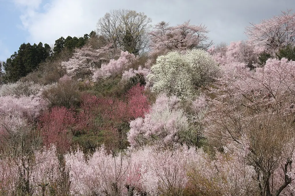 Layers of pink and white spring blossom covering Hanamiyama Park in Fukushima City
