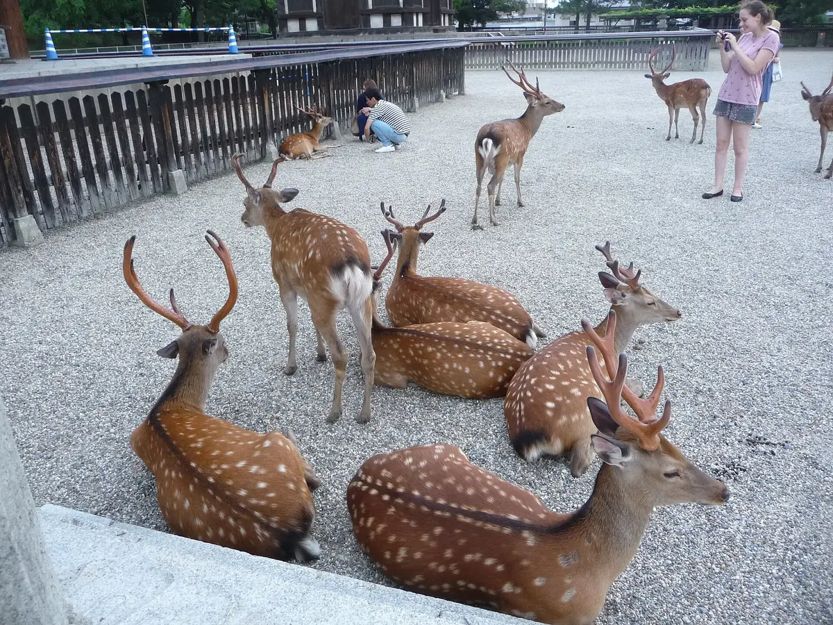 A group of wild deer resting near Todaiji Temple in Nara Park